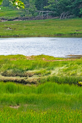 landscape with river