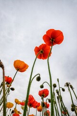 Obraz premium The sky and the flowers