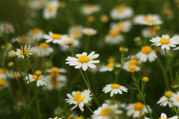 Fototapeta premium daisies in a field