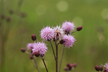 pink flowers