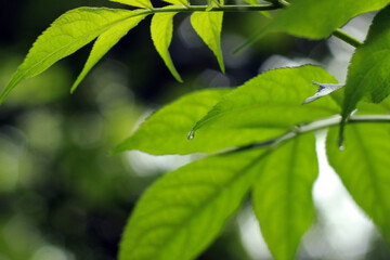 green leaves in the rain