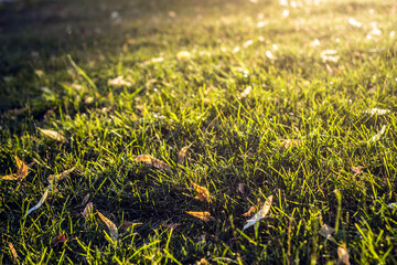grass in the morning