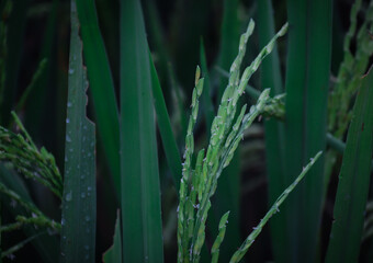 Close-up of a young rice plant (Oryza sativa) with fresh, green leaves and sturdy stems. Rain droplets glisten on the leaves, highlighting the plant's healthy and vibrant growth.
