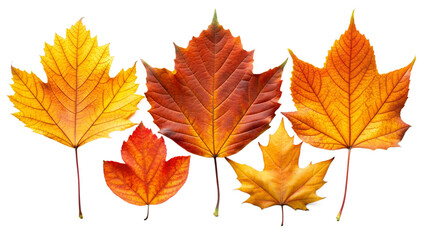 Naklejka premium Detailed Close-Up of Five Diverse Orange and Yellow Autumn Leaves, Cut Out.