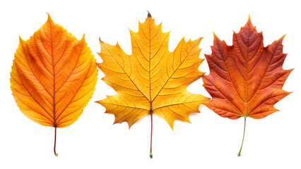 Fototapeta premium Detailed Close-Up of Three Diverse Orange and Yellow Autumn Leaves, Cut Out.