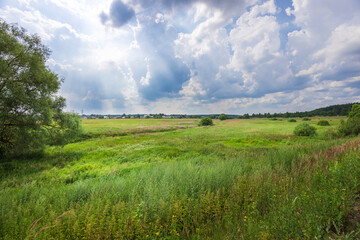 A field of grass with a tree in the foreground