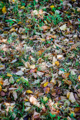 autumn leaves background