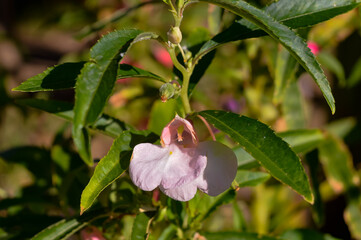 The names Himalayan balsam and kiss-me-on-the-mountain refer to the Himalayan mountains where this plant originates. Himalayan balsam or Impatiens glandulifera flowers between June and October.
