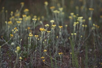 Beekeeper is working with bees and beehives on the apiary.