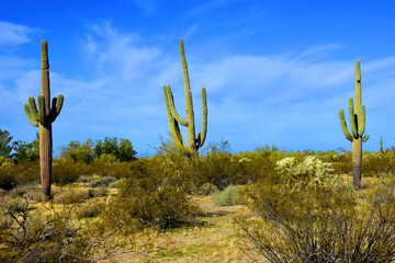 Old Saguaro Cactus Sonora desert Arizona