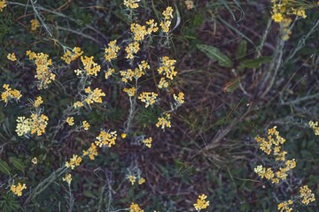 Beekeeper is working with bees and beehives on the apiary.