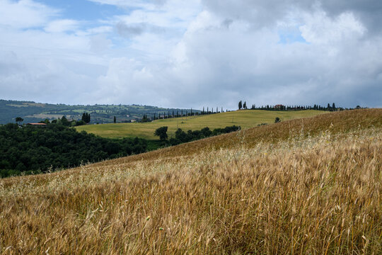 tuscany landscape of hilly fields