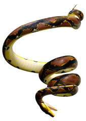 Fototapeta premium 3D Rendering Reticulated Python on White