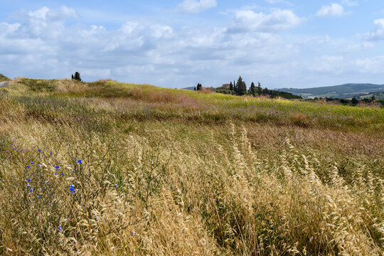 tuscany landscape of hilly fields with flowers