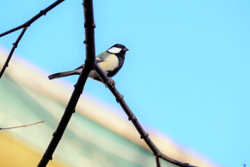 Fototapete bei efototapeten.de bestellen   