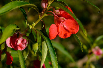Impatiens balsamina, this plant is an annual plant that grows 20–75 cm tall with thick stems. The flowers are pink, red, mauve, lilac, mauve, or white. © ika
