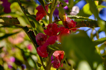 Impatiens balsamina, this plant is an annual plant that grows 20–75 cm tall with thick stems. The flowers are pink, red, mauve, lilac, mauve, or white. © ika