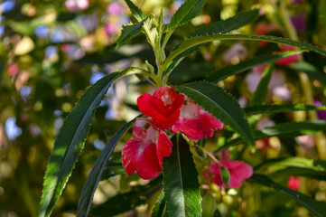Impatiens balsamina, this plant is an annual plant that grows 20–75 cm tall with thick stems. The flowers are pink, red, mauve, lilac, mauve, or white. © ika