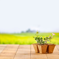 Seedlings and flowerpot on wooden garden table with blurred garden background and copy space for products and objects montage display.