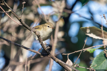 common chiffchaff or Phylloscopus collybita, at Binsar in Uttarakhand, India