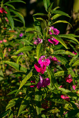 Impatiens balsamina, this plant is an annual plant that grows 20–75 cm tall with thick stems. The flowers are pink, red, mauve, lilac, mauve, or white. © ika