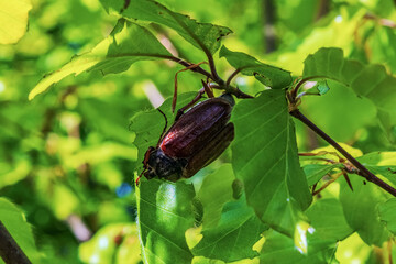  Macro  - Forest - Europe, Romania, Suceava region