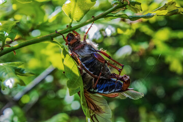  Macro  - Forest - Europe, Romania, Suceava region