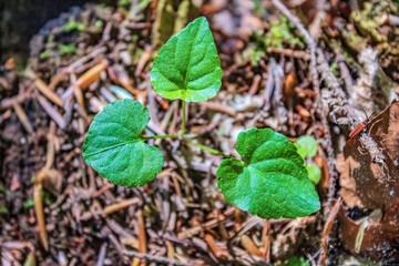  Macro  - Forest - Europe, Romania, Suceava region