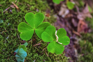  Macro  - Forest - Europe, Romania, Suceava region