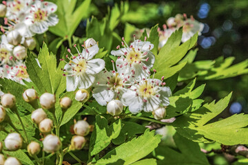  Macro  - Forest - Europe, Romania, Suceava region