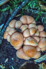  Macro  - Forest - Europe, Romania, Suceava region