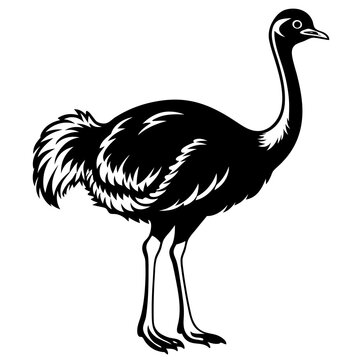 recommend clip art: Ostrich icon vector line art illustration