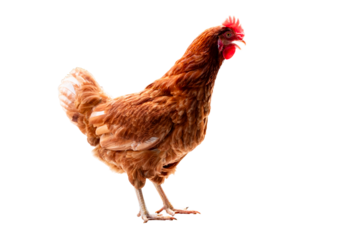 Chicken, Full body of brown chicken hen standing isolated transparent background, Laying hens farmers concept. PNG File