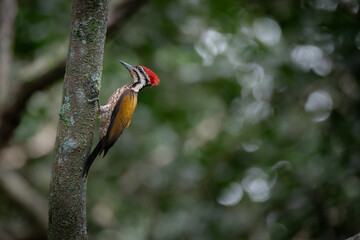 Flame-back Woodpecker