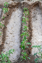 Watering of vegetable bed in a small backyard garden
