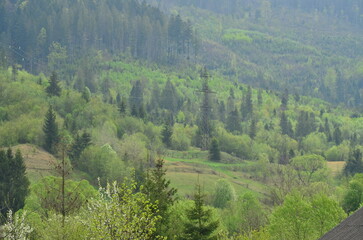 forest in the mountains