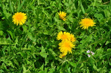yellow dandelions on green grass
