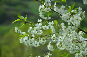 blooming tree
