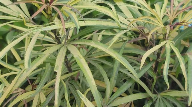 Osmoxylon lineare. Miagos bush. Green aralia. It is an evergreen shrub.