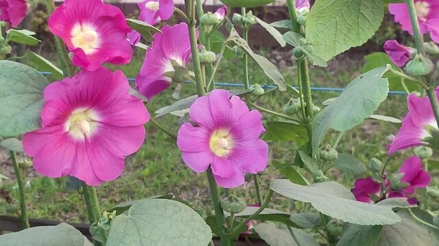 Alcea setosa. Bristly hollyhock. Ornamental plant. Violet color flower.