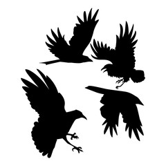 raven and crow black silhouette vector set design