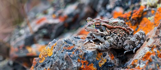 A western toad camouflaged against a rock background in a copy space image