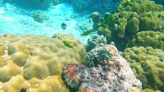 Close-up of an octopus on a coral reef. Multi-colored fish swim in the Red Sea near a coral reef. Various schools of fish for diving and freediving at the seaside resorts of Egypt.