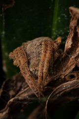 Orbweaver in hiding