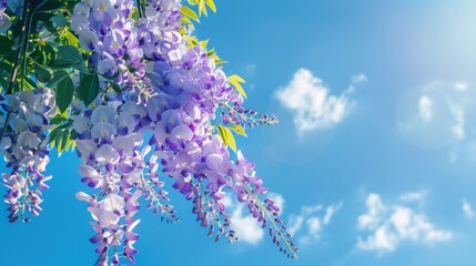 Purple Wisteria Flowers Blooming in Spring.