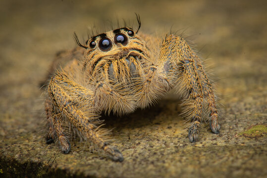 Hyllus Diardi (Female)