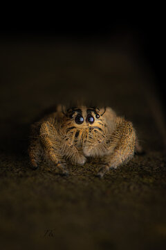 Hyllus Diardi (Female)