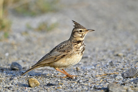 Haubenlerche // Crested lark (Galerida cristata)