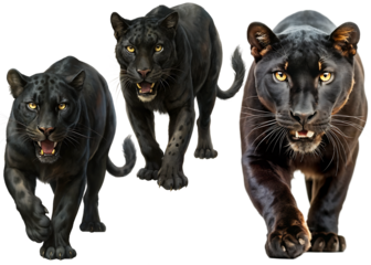 Set of black panther on white background. AI GENERATED