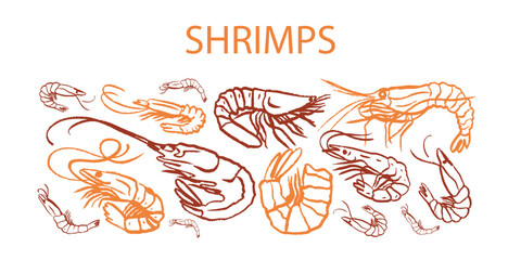 Hand drawn isolated seamless vector pattern of shrimps. Shrimps and langoustines on a white background. Prawns. Seafood, food vintage illustration. Сhalk drawing. Chalkboard.
